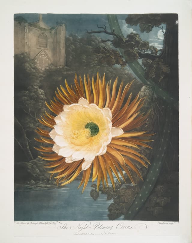 The Night-Blowing Cereus, Robert John Thornton