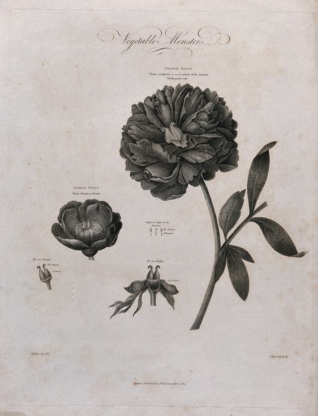 The Paeony, Double and Single, after Robert John Thornton