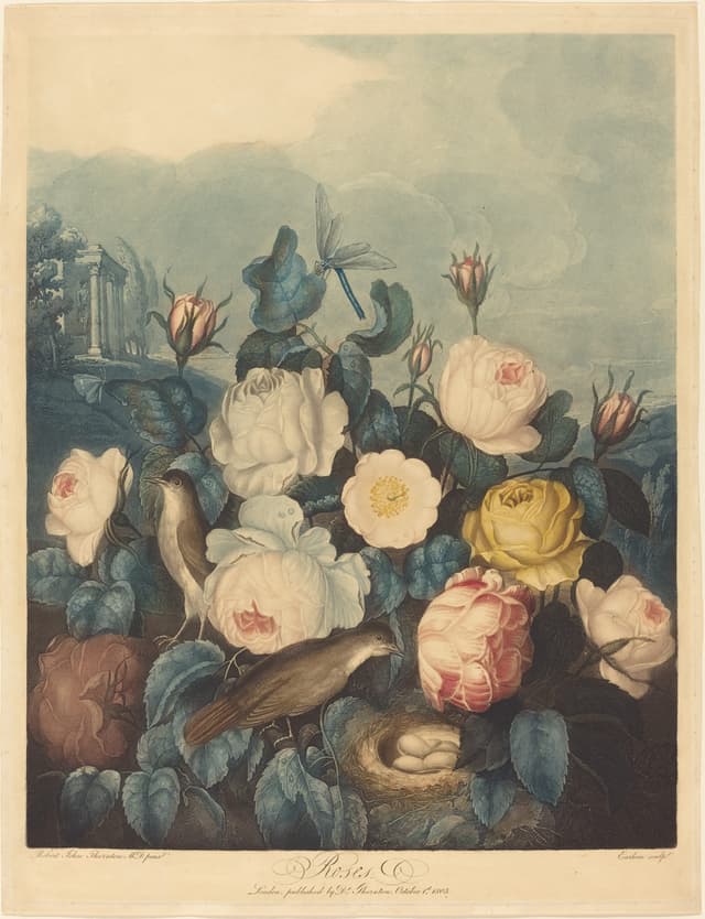 Roses, Richard Earlom, after Robert John Thornton