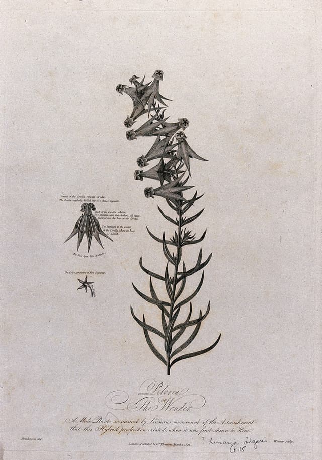 Toadflax, after Robert John Thornton