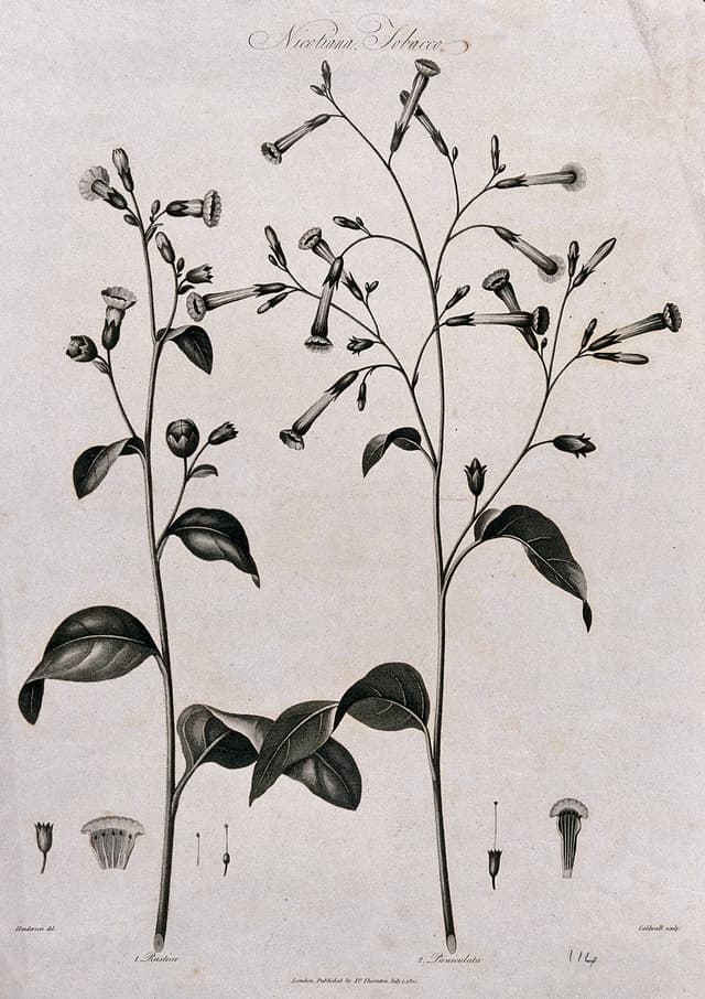 The Tobacco Plant, after Robert John Thornton
