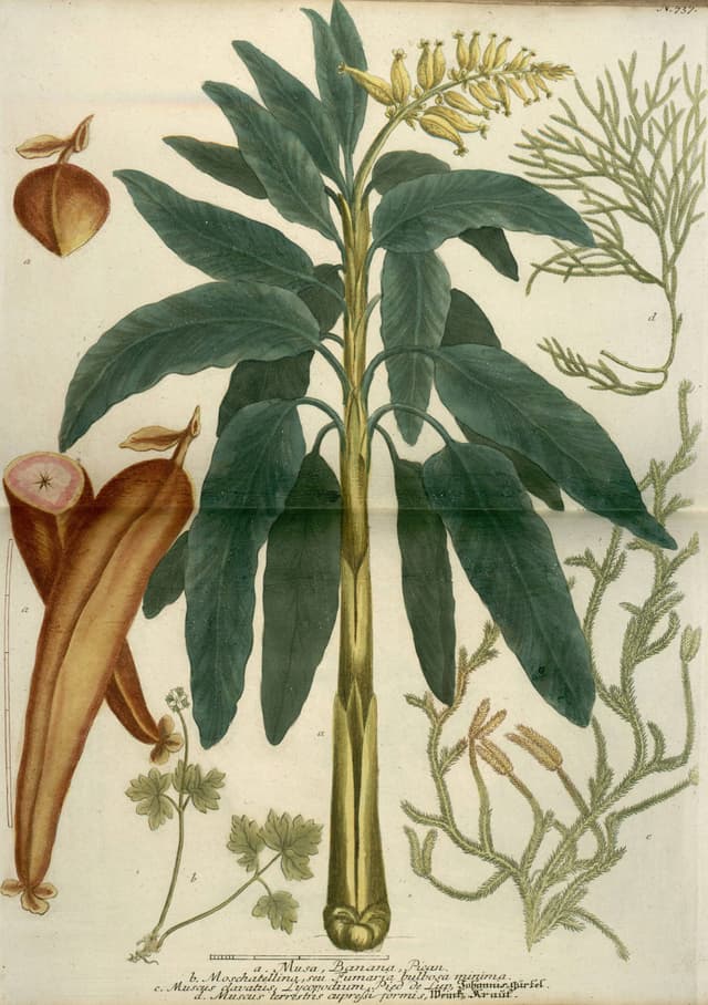 A Weinmann Plate, Johann Wilhelm Weinmann