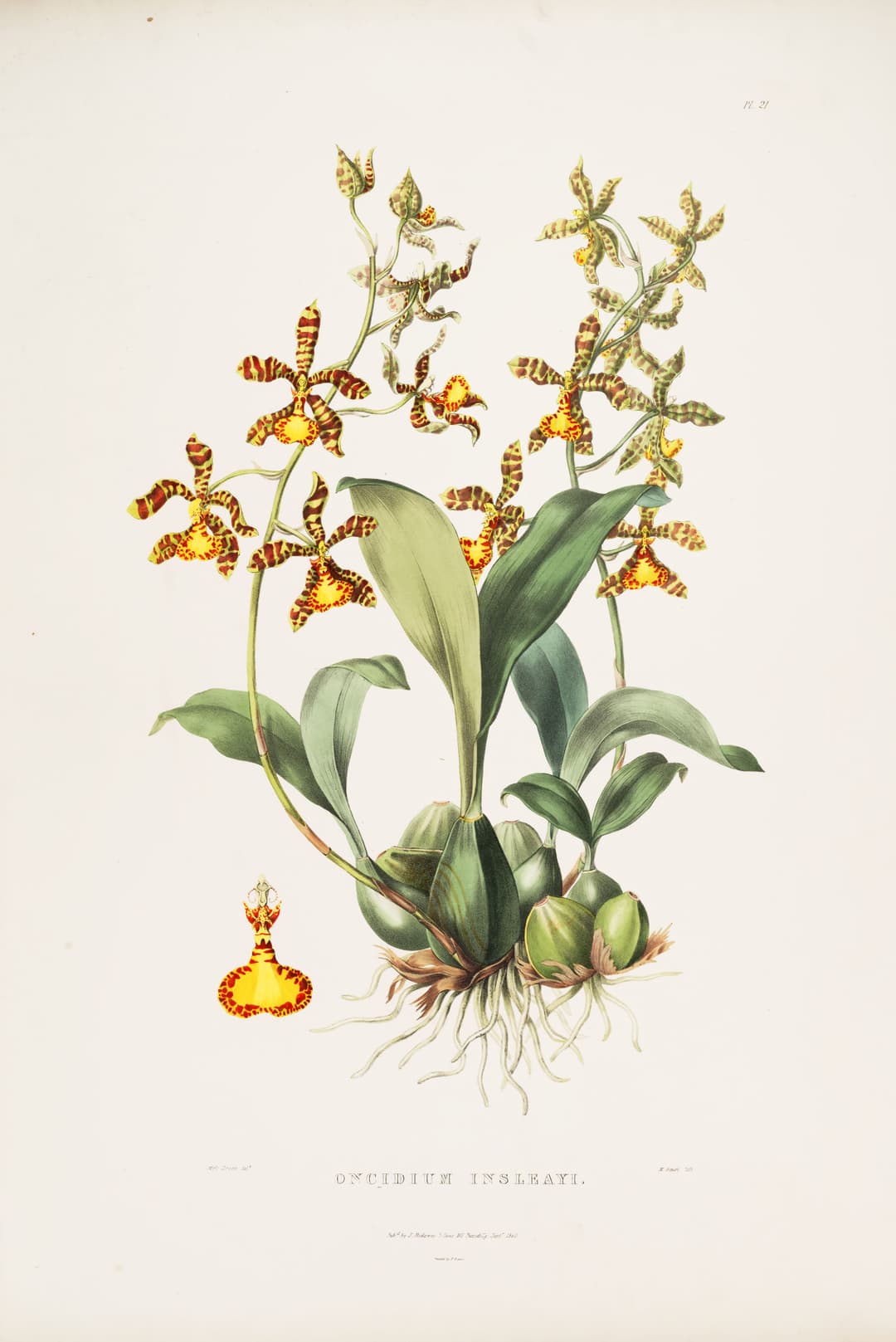 The Clown Orchid, after Augusta Withers and Sarah Drake, for James Bateman