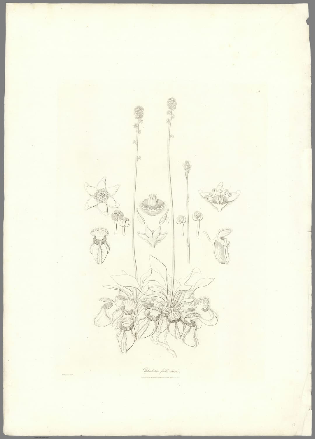 The Albany Pitcher Plant, Ferdinand Bauer
