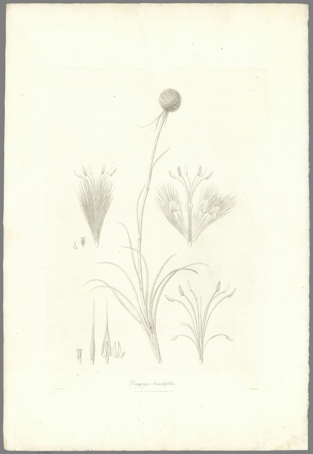 Dasypogon, Ferdinand Bauer