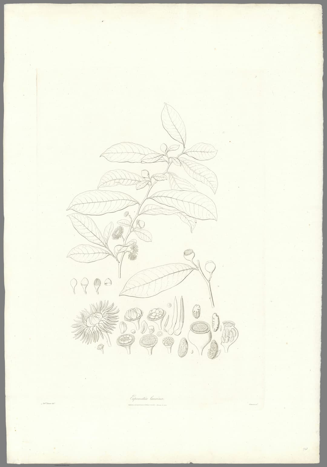 The Bolwarra, Ferdinand Bauer