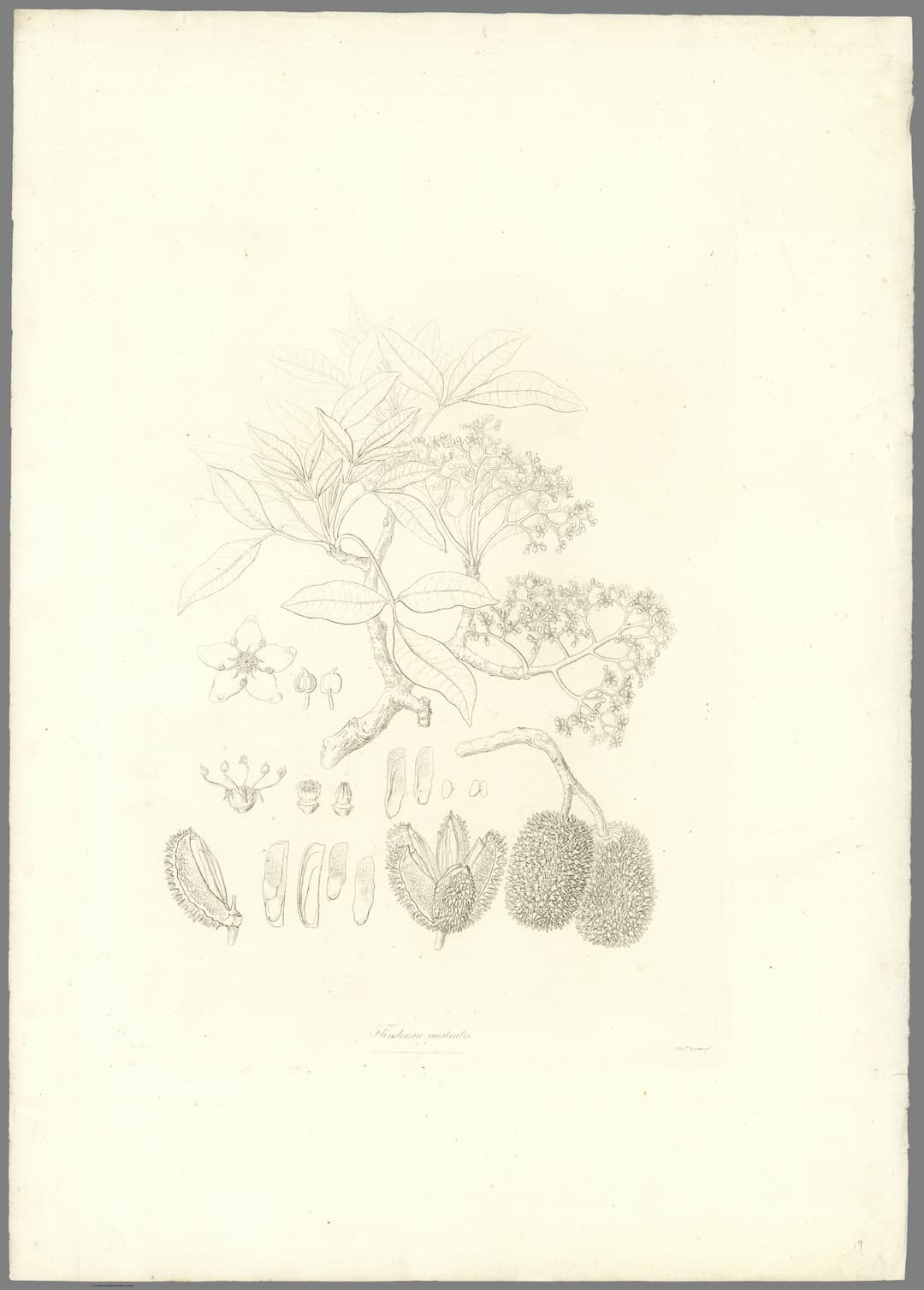 Flindersia, Ferdinand Bauer