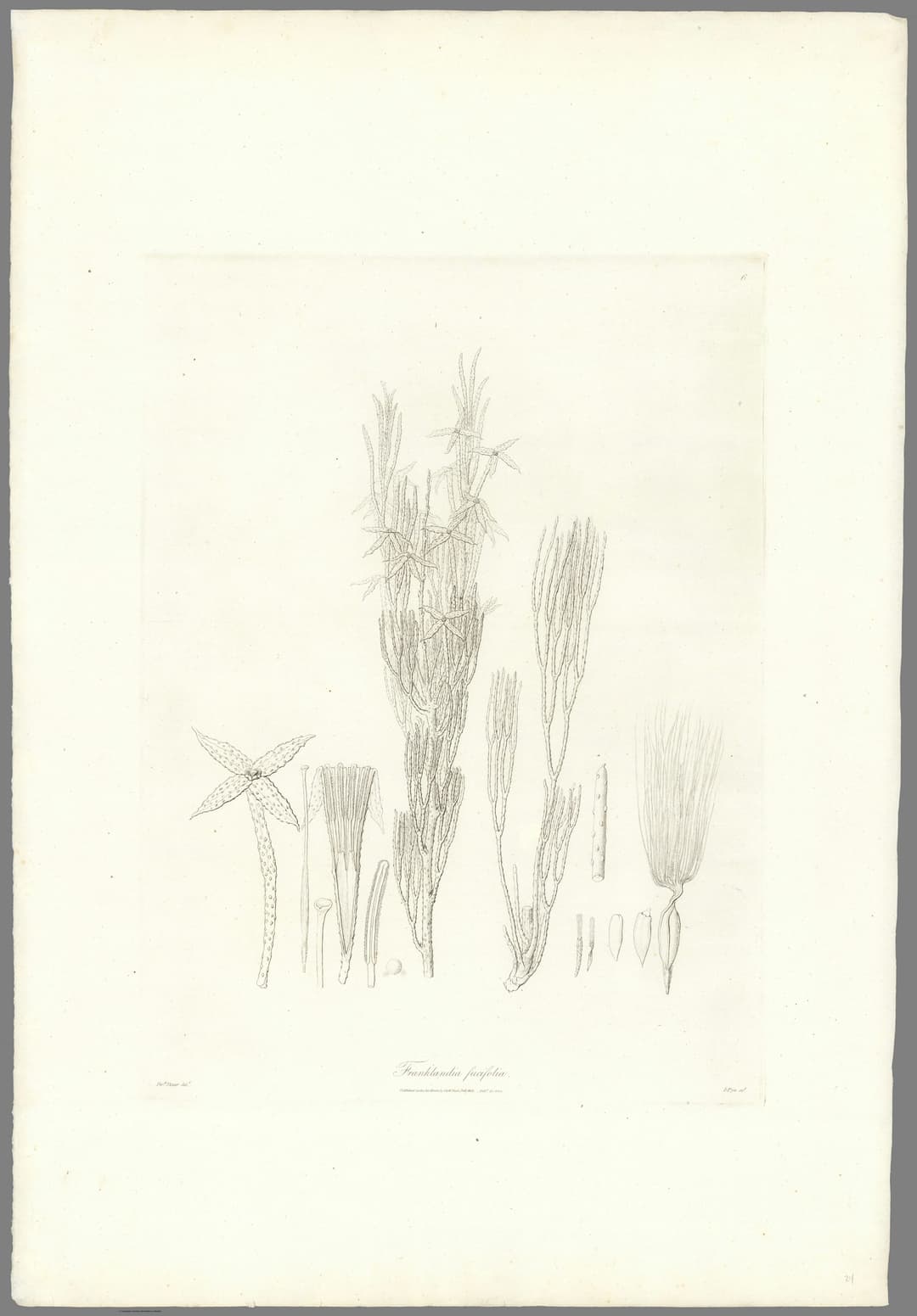 Franklandia, Ferdinand Bauer