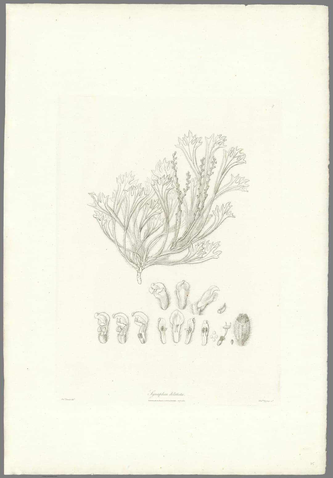 Synaphea, Ferdinand Bauer
