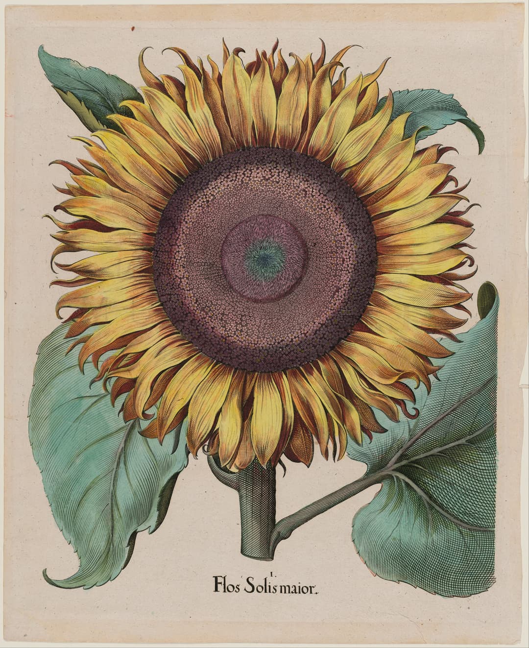 The Great Sunflower, Basilius Besler