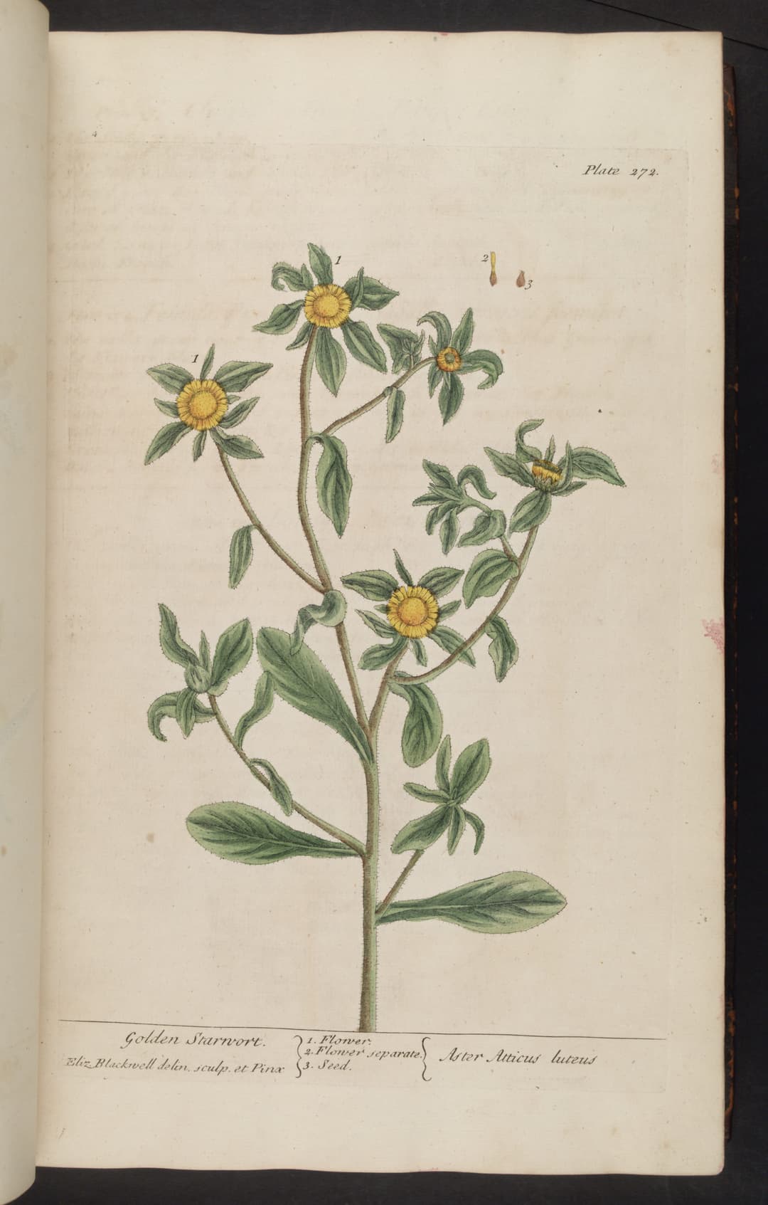 The Spiny Golden Star, Elizabeth Blackwell