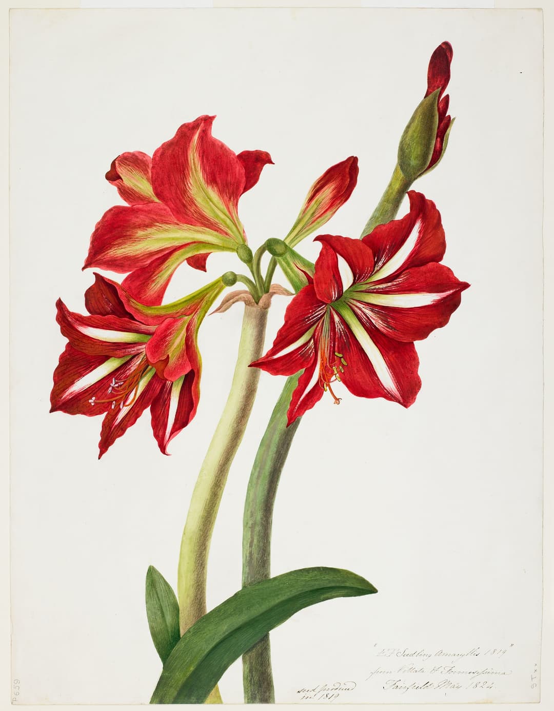 A Hexandrian Lily, Priscilla Susan Bury