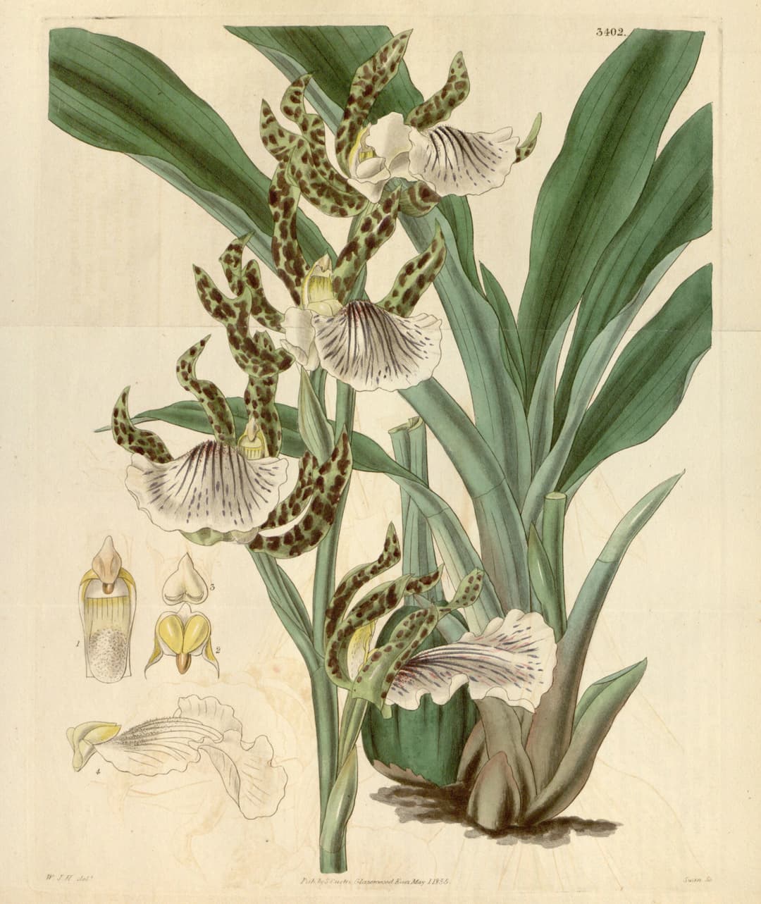 The Zygopetalum, for Curtis’s Botanical Magazine