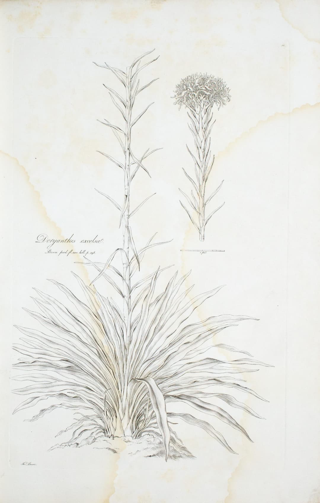 The Gymea Lily, after the New South Wales collections