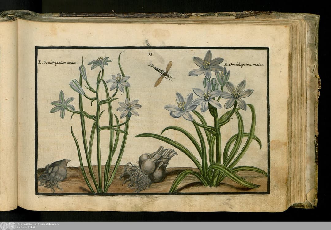 Star of Bethlehem, Crispijn van de Passe