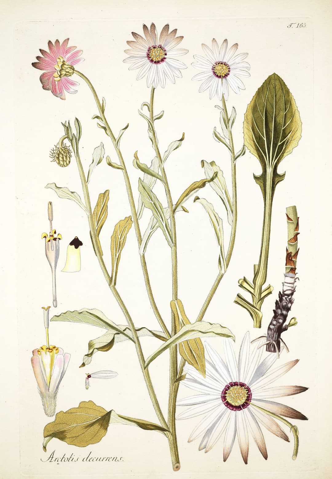 The African Daisy, Nikolaus Joseph von Jacquin
