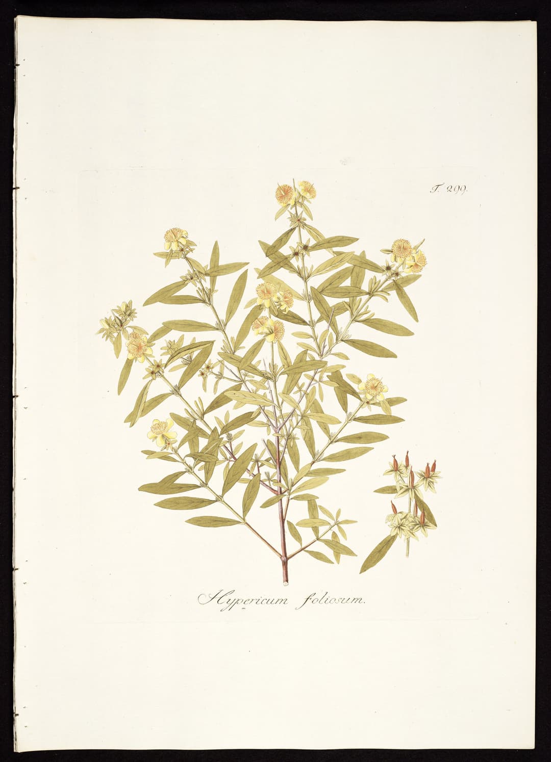The Shrubby St John’s Wort, Nikolaus Joseph von Jacquin