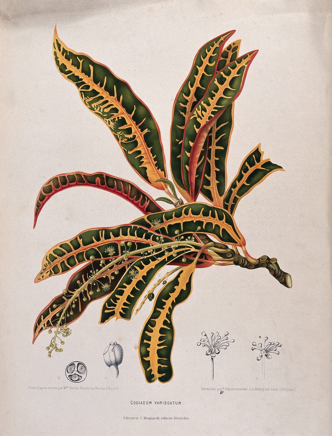 The Croton, Berthe Hoola van Nooten