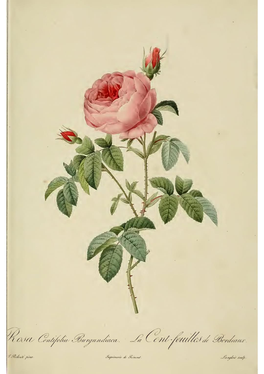 The Burgundy Rose, Pierre-Joseph Redouté