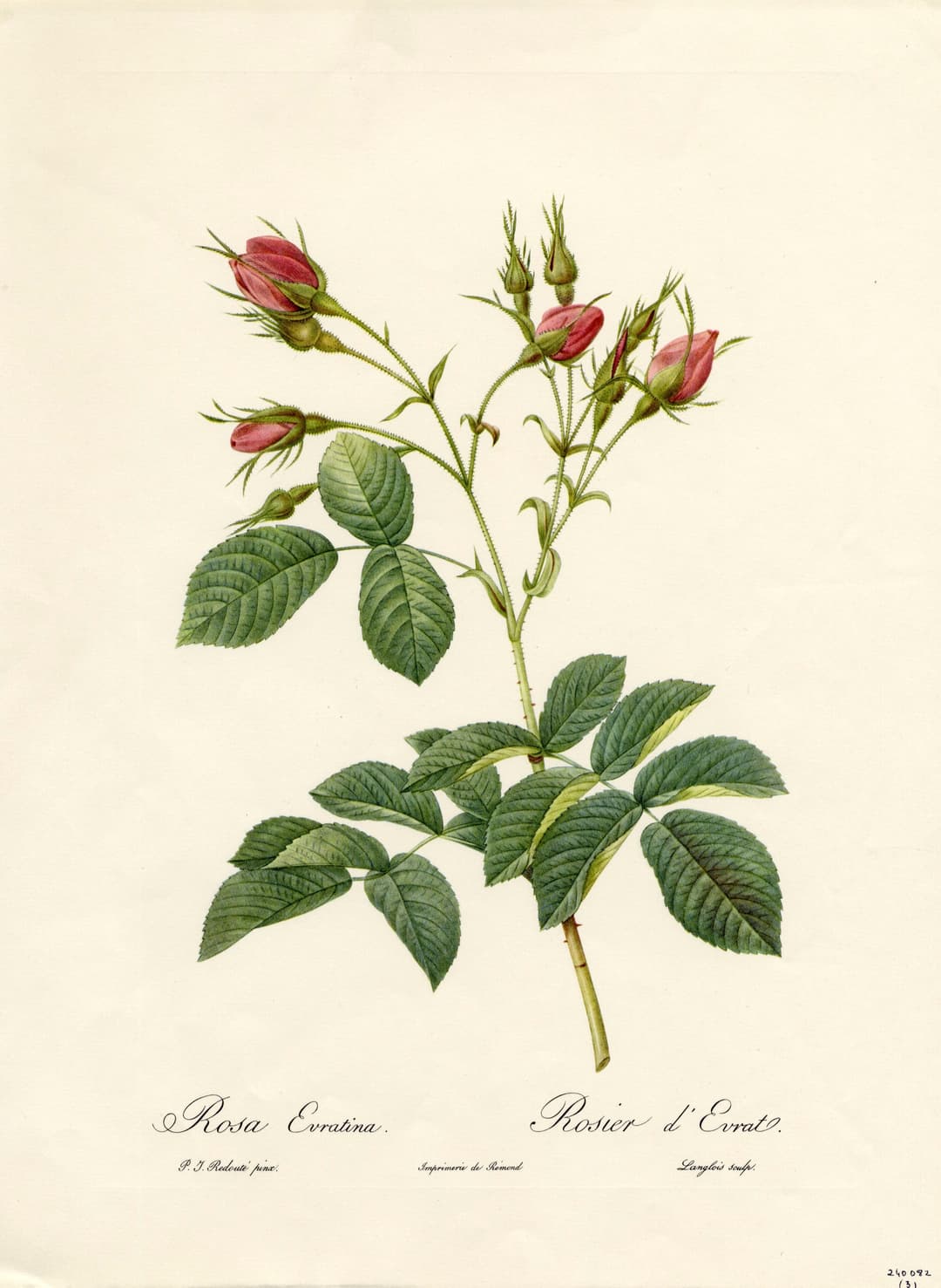 Evrat’s Rose, Pierre-Joseph Redouté
