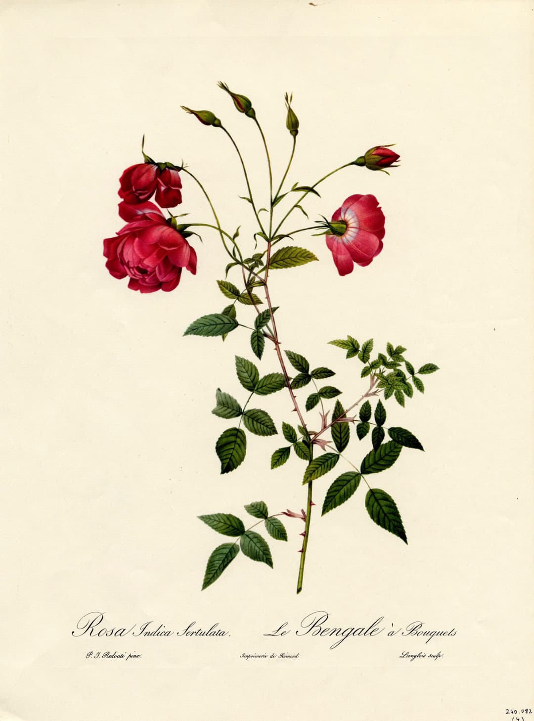 The Bouquet Bengal Rose, Pierre-Joseph Redouté