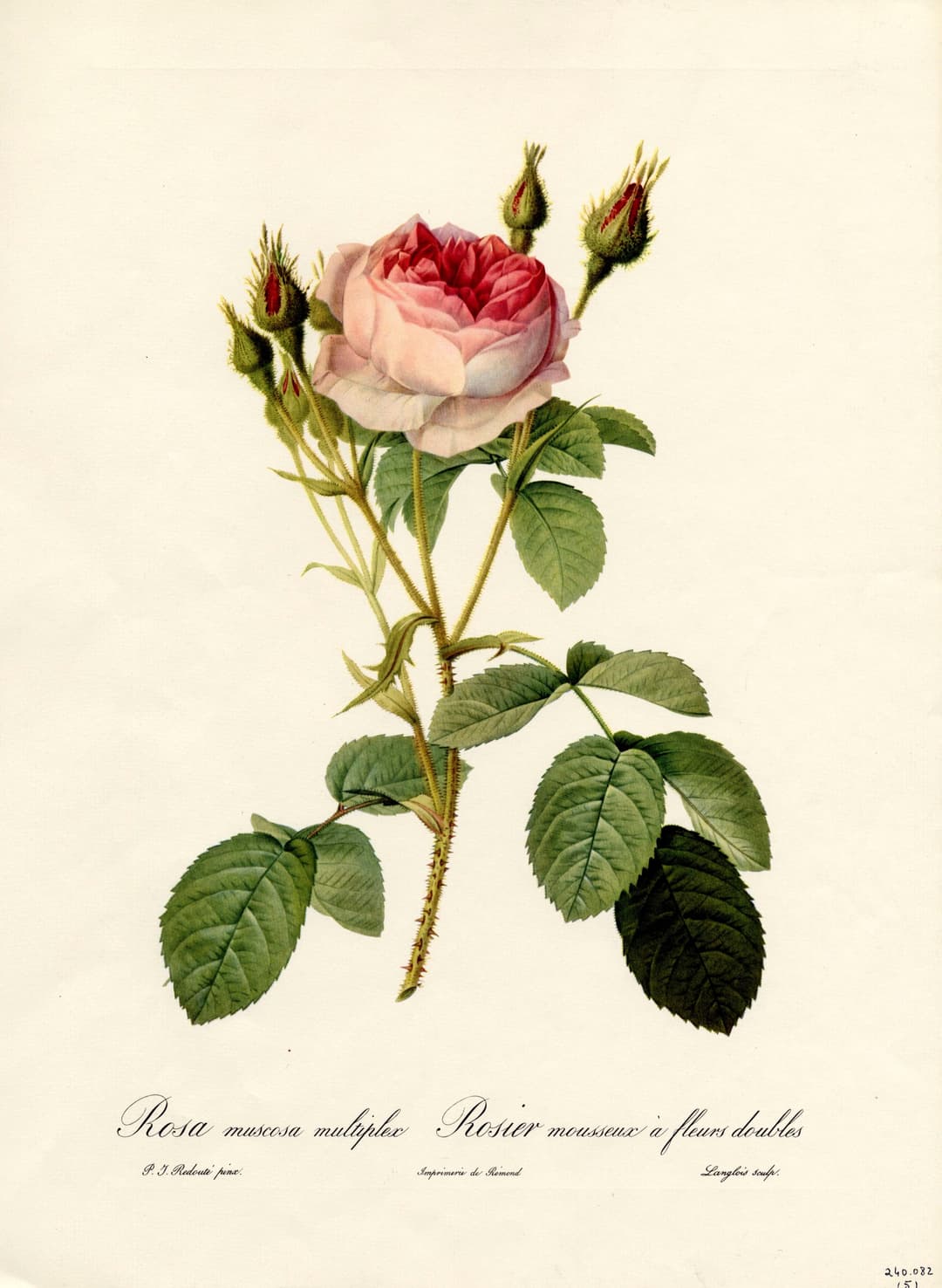 The Double Moss Rose, Pierre-Joseph Redouté