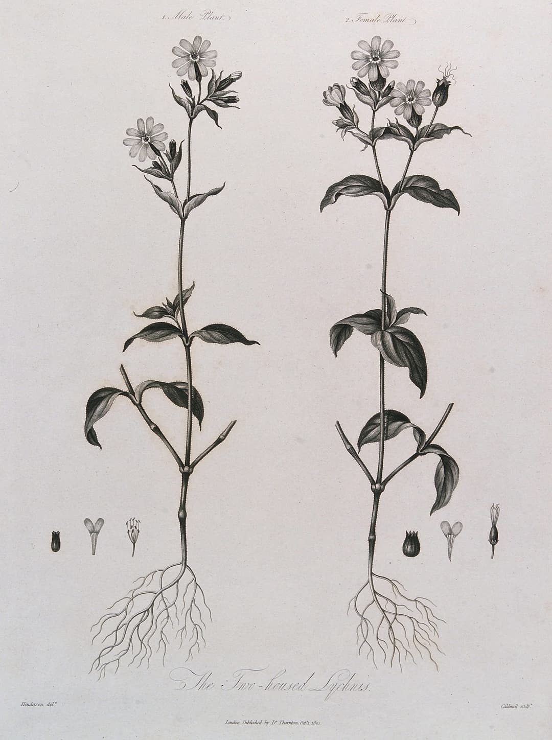 The Campion, Male and Female, after Robert John Thornton