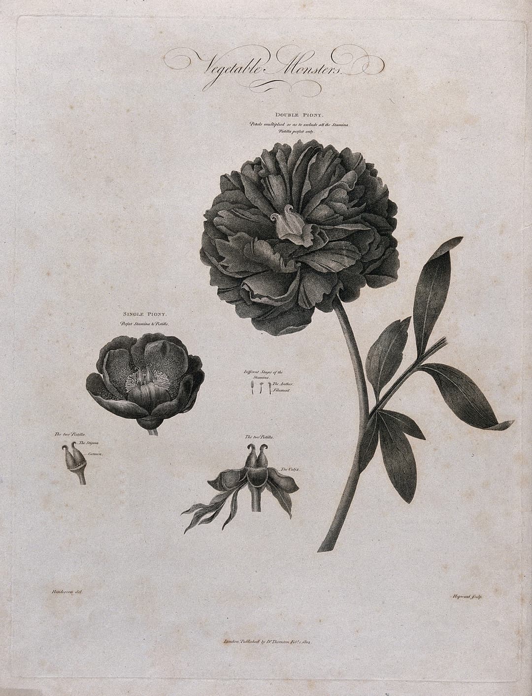 The Paeony, Double and Single, after Robert John Thornton