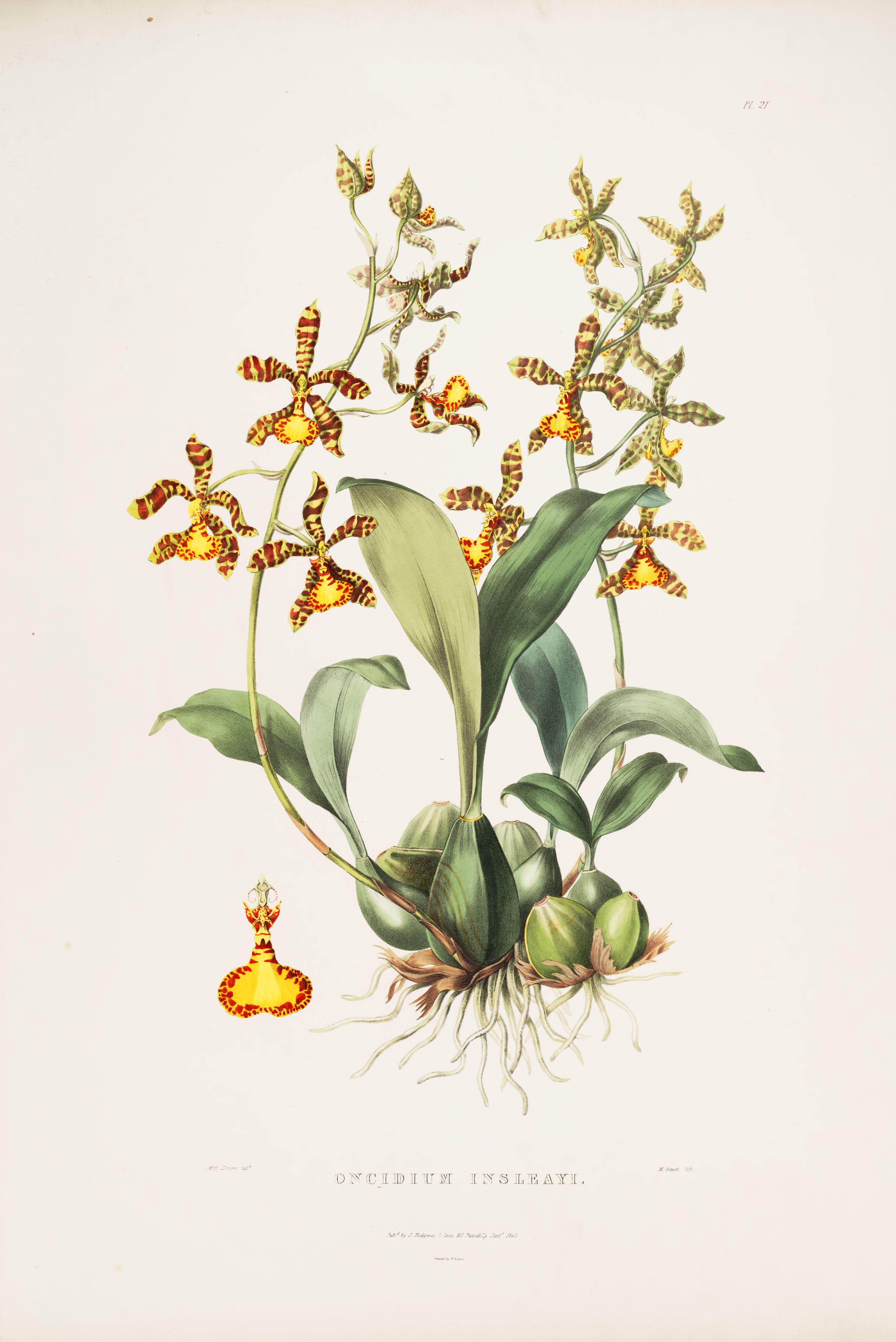 The Clown Orchid — The Orchidaceae of Mexico and Guatemala, after Augusta Withers and Sarah Drake, for James Bateman, 1837–1843